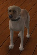 Lab